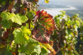 Ausflug nach Vienne und zur Côte-Rôtie