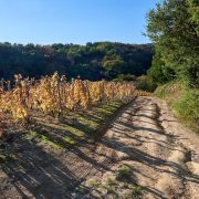 © Trail en Côte-Rôtie - <em>Yann ROSSI</em>