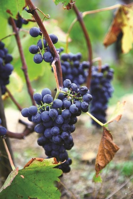 Ausflug ins nördliche Rhône-Tal - Syrah und Viognier