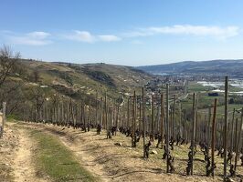 Wandern zwischen Rhône und Weinbergen: Tupin, Condrieu, Semons